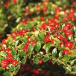 Cotoneaster – Planting, Pruning, And Care For Shrub Beds And Hedges