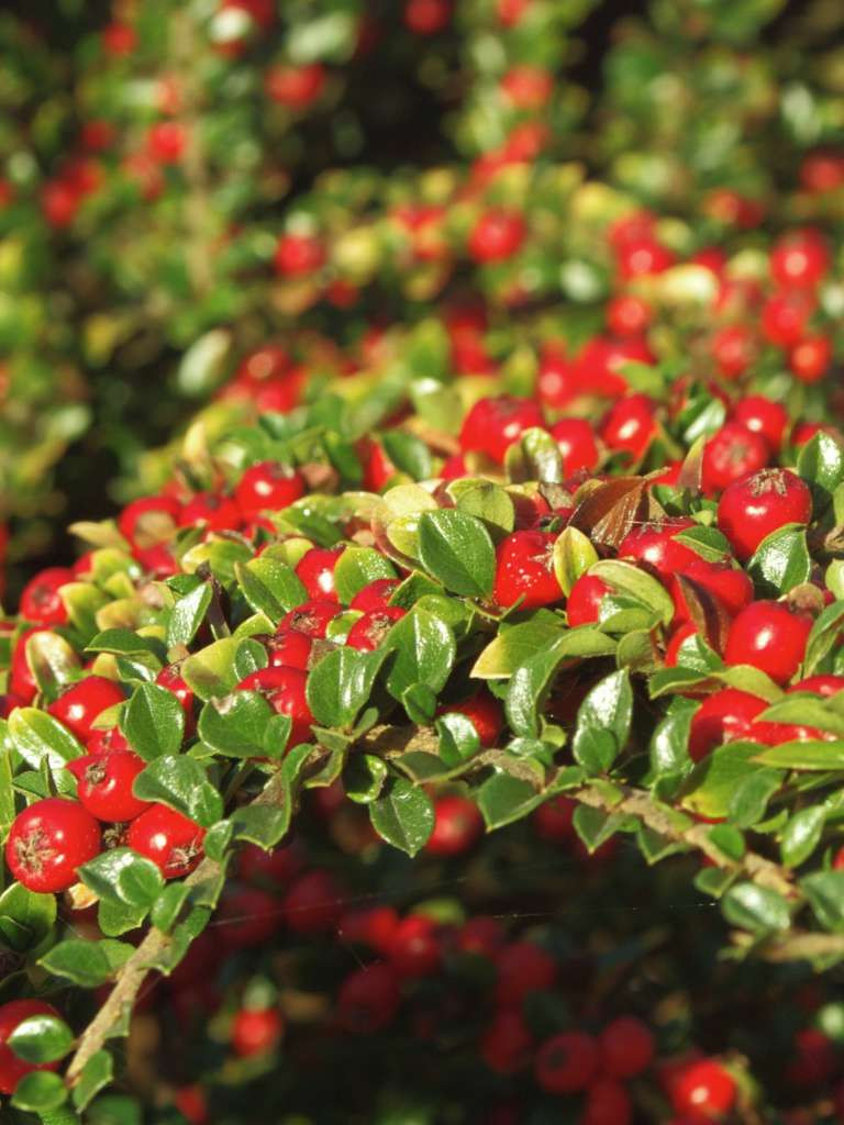 Cotoneaster - Planting, Pruning, And Care For Shrub Beds And Hedges