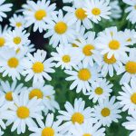 Daisy | Description, Types, Examples, & Facts | Britannica