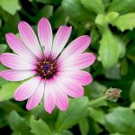Daisybush, African Daisy, Osteospermum – How To Grow And Care
