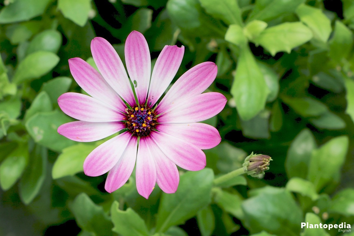 Daisybush, African Daisy, Osteospermum – How To Grow And Care
