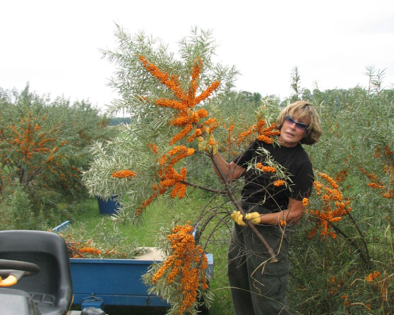 Day: Sea Buckthorn Fruit Is The Newest Taste Treat | The Star