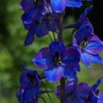 Delphinium ~ Larkspur Plant Care Guide And Varieties | Auntie