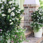Diamond Spire® Gardenia – Southern Living Plants