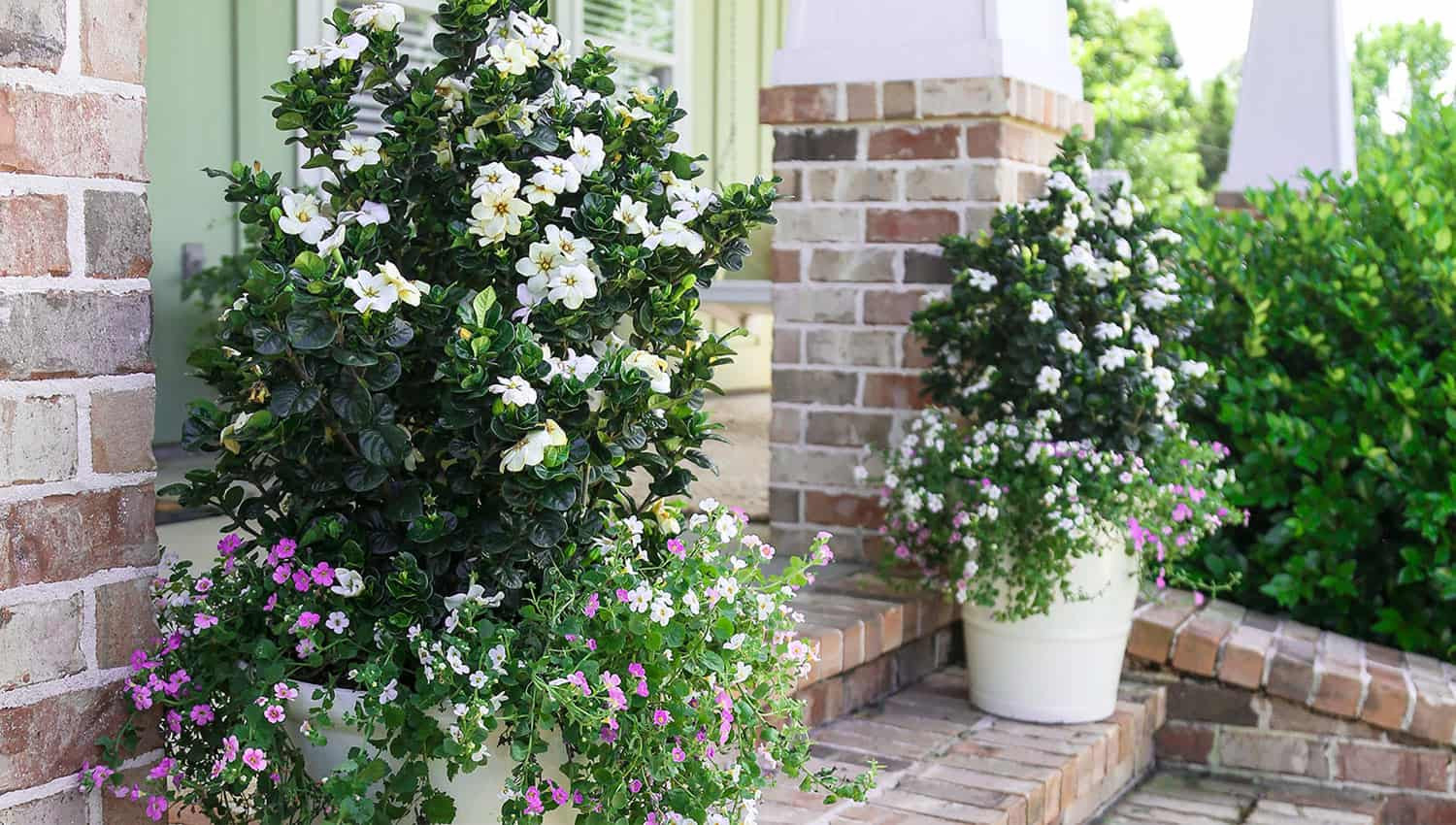 Diamond Spire® Gardenia – Southern Living Plants