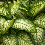 Dieffenbachia: Planting And Care For Dumb Cane Plant | Hgtv