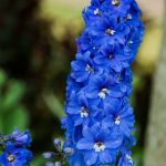 Difference Between Delphinium And Larkspur | Difference Between