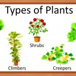 Different Types Of Plants:life Cycle, Seeds &amp; Size | Leverage Edu