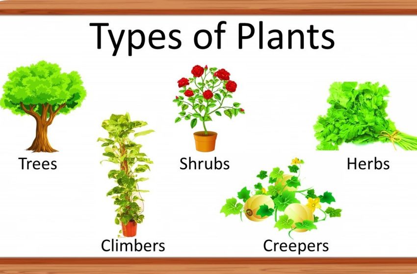  Types Ofs Plant