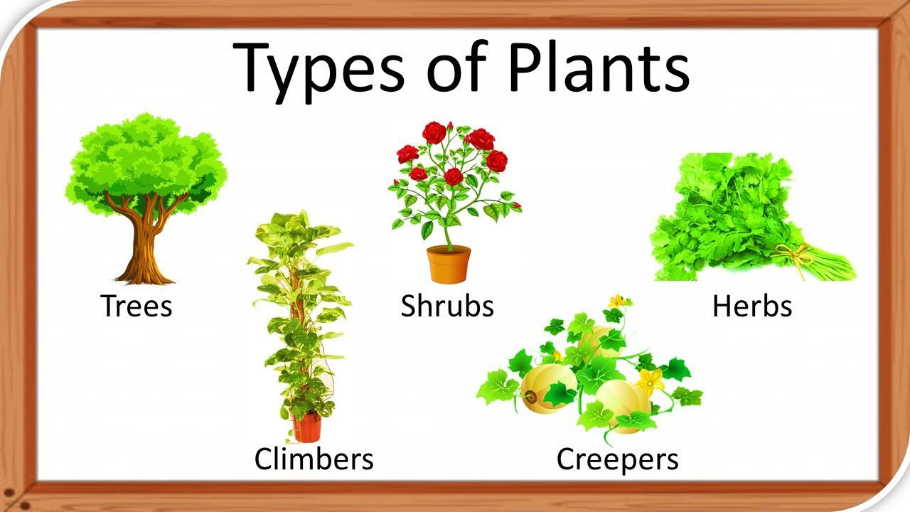 Different Types Of Plants:life Cycle, Seeds & Size | Leverage Edu