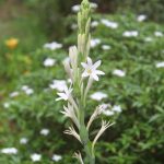 Dividing Tuberose Plants – How And When To Divide Tuberose Bulbs