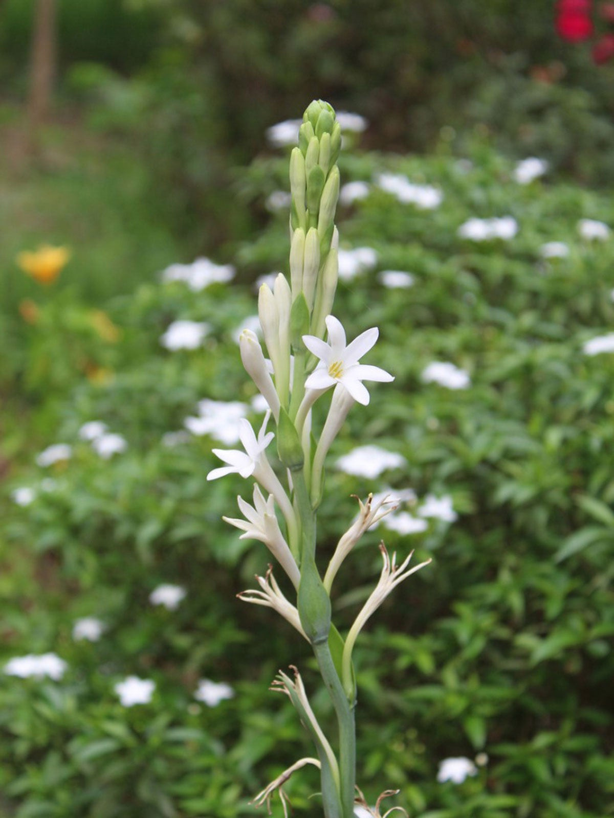 Dividing Tuberose Plants – How And When To Divide Tuberose Bulbs