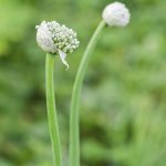 Do Garlic Plants Bloom: Learn About Garlic Plant Flowering