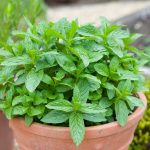 Does Mint Grow Back Every Year? – Gardentabs