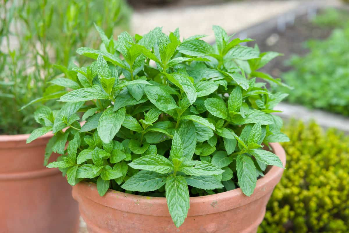 Does Mint Grow Back Every Year? – Gardentabs