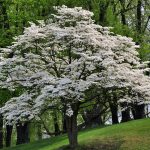 Dogwood | Description, Tree, Flowers, Major Species, &amp; Facts