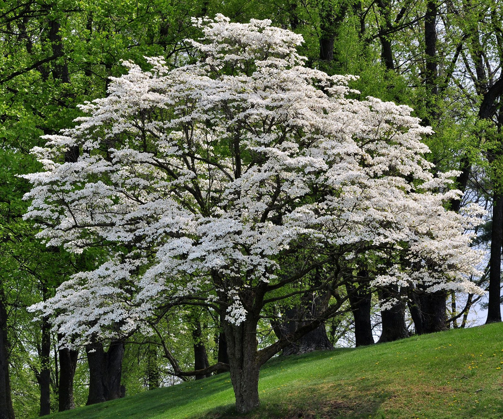 Dogwood | Description, Tree, Flowers, Major Species, &amp; Facts