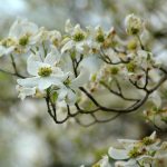 Dogwood Tree Planting, Care, Varieties And Facts | Hgtv