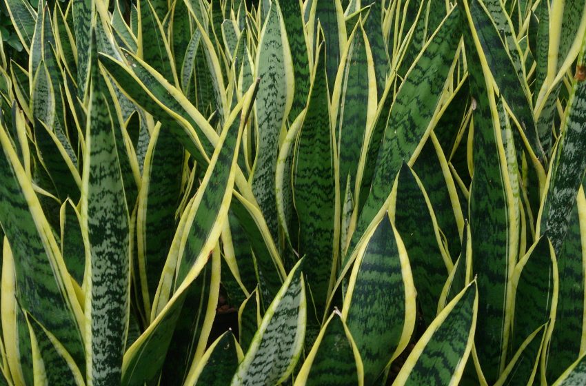  Dracaena Trifasciata Plant