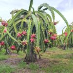 Dragon Fruit Plant – Gardenerdy