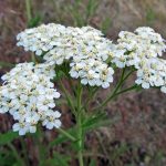 Drought Tolerant Plants: The Yarrows | Awkward Botany