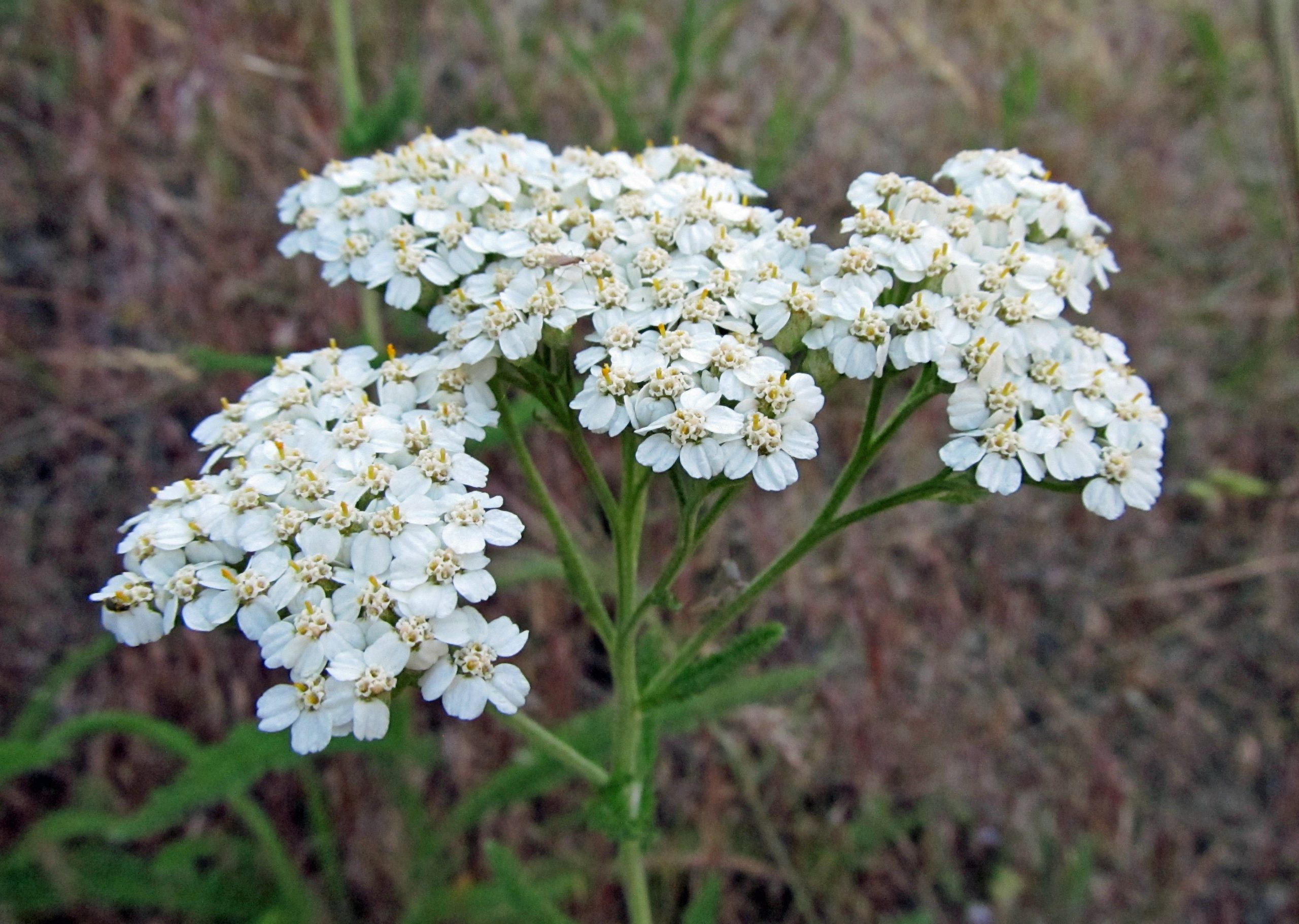 Drought Tolerant Plants: The Yarrows | Awkward Botany