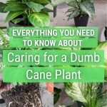 Dumb Cane Care: How To Care For Dieffenbachia Houseplants