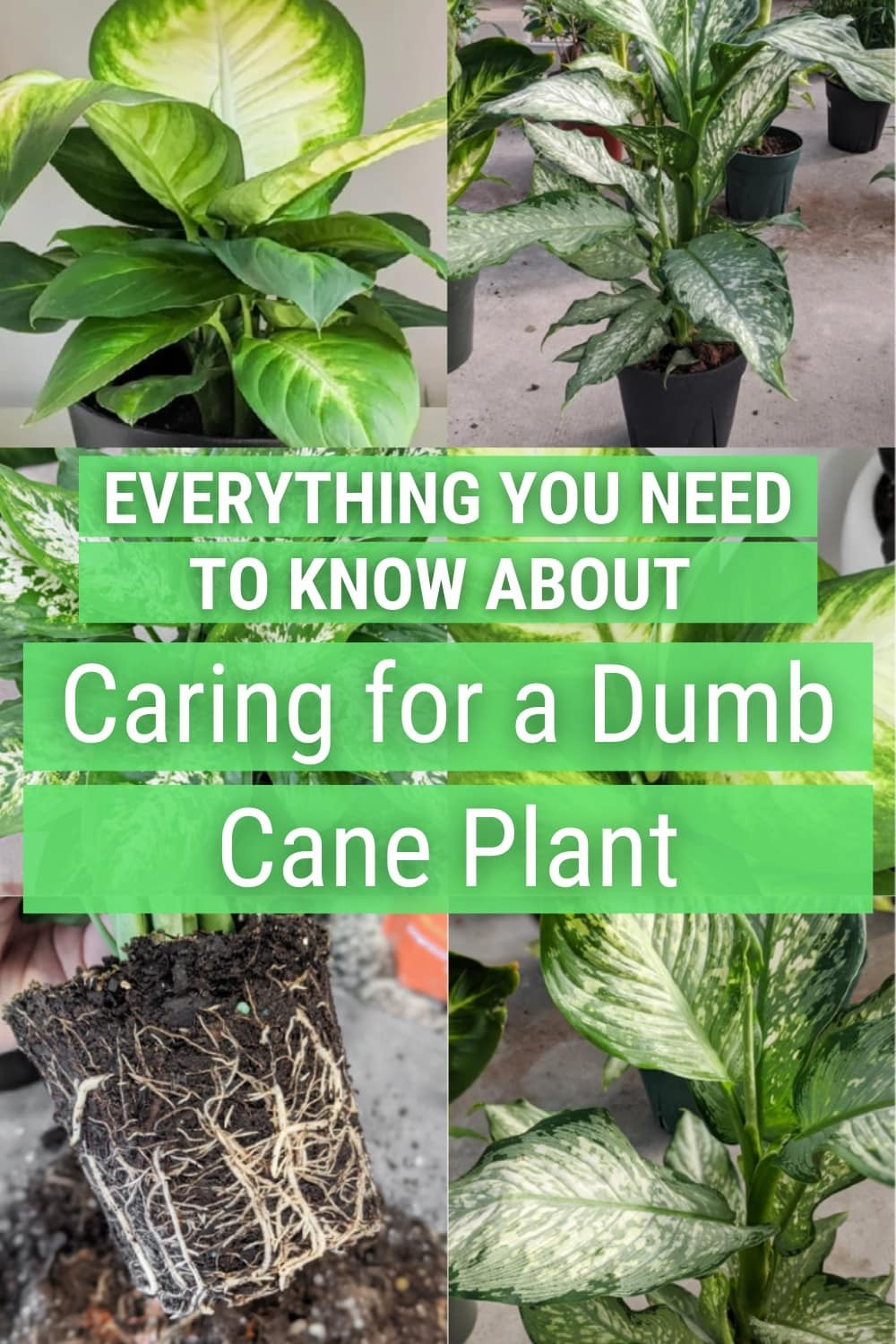 Dumb Cane Care: How To Care For Dieffenbachia Houseplants