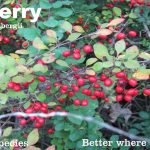 ⟹ Barberry | Berberis Thunbergii | A Very Thorny Plant An Really Hard To  Remove! Here'S Why!