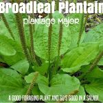 ⟹ Broadleaf Plantain | Plantago Major | Another Important Survival Food!