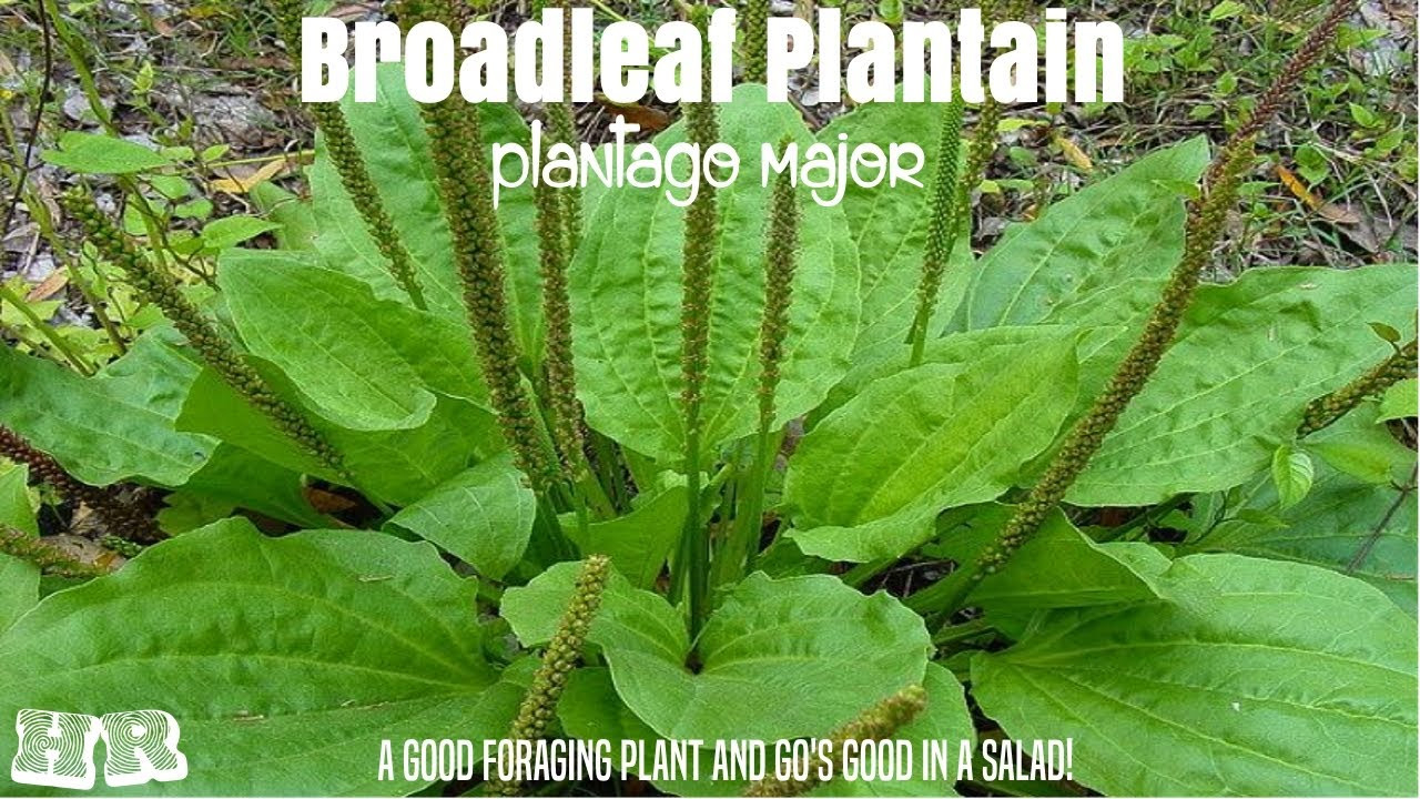 ⟹ Broadleaf Plantain | Plantago Major | Another Important Survival Food!