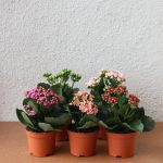 【Up 5 Pots Bundle】 Cameron Kalanchoe Series 万紫千红 (Free Delivery) (Random  Colour) (Real Plant)(Small Pot) (Live Plant) (Indoor Plant) 8Cm