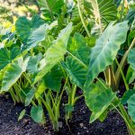 Elephant Ear: Plant Care & Growing Guide