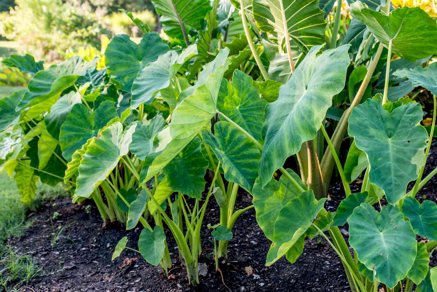 Elephant Ear: Plant Care & Growing Guide