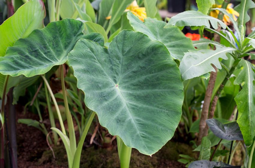  Colocasia Plant