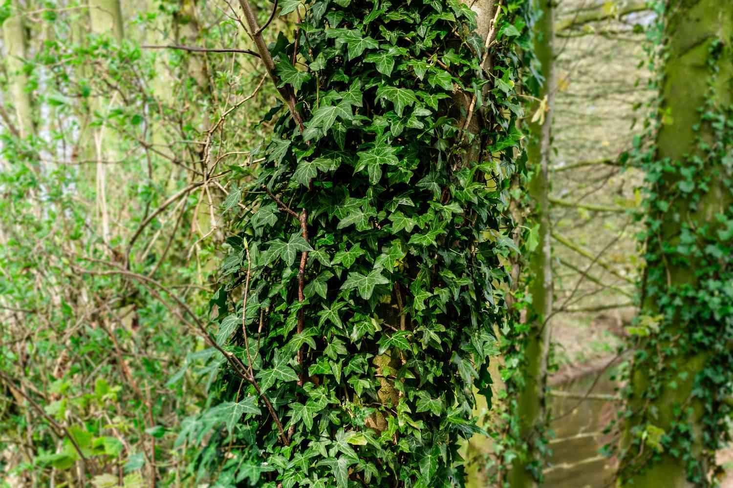 English Ivy: Plant Care & Growing Guide