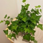 English Ivy Plant With Ceramic Pot, Furniture & Home Living