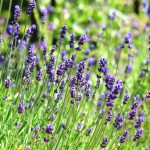 English Lavender: How To Grow And Use In Your Garden | Hgtv