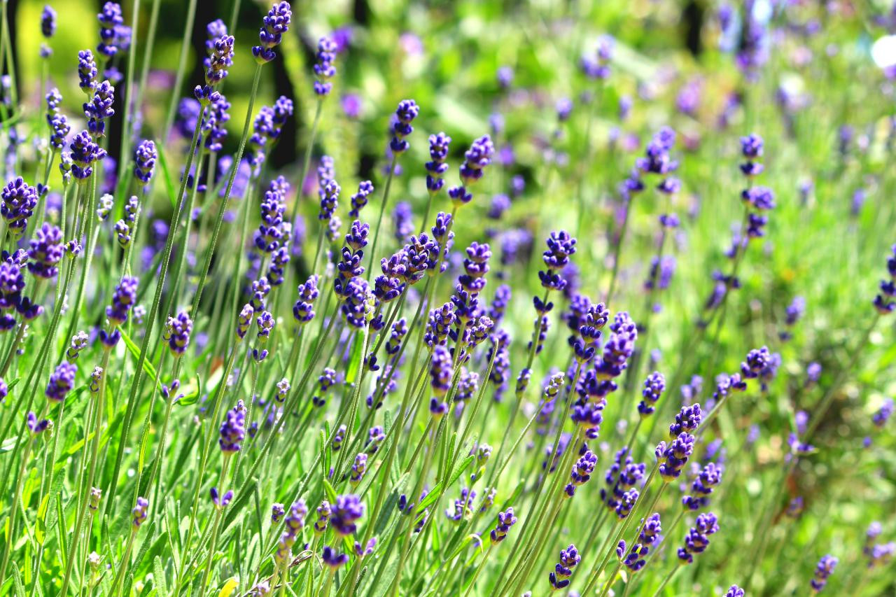 English Lavender: How To Grow And Use In Your Garden | Hgtv