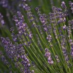 English Lavender: Plant Care & Varieties Of Lavandula Angustifolia