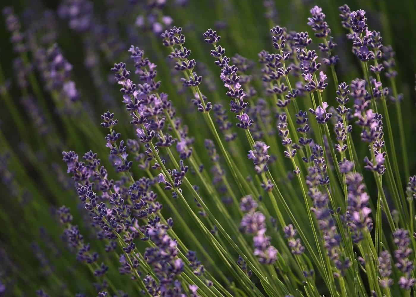 English Lavender: Plant Care & Varieties Of Lavandula Angustifolia