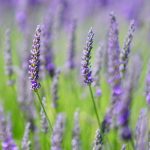 English Lavender – Planting, Pruning & Care For This Lordly Garden