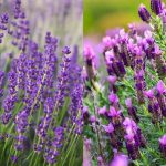 English Vs. French Lavender: What'S The Difference?