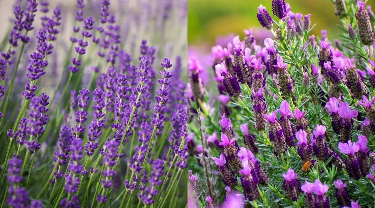 English Vs. French Lavender What'S The Difference? Kompaser