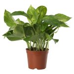 Epipremnum Potted Plant – Golden Pothos 9 Cm