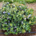 Espoma | How To Fertilize Blueberry Plants | Espoma