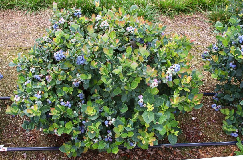  Blueberry Bush Plant