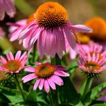 Espoma | Why Fall Is The Best Time To Plant Perennials | Espoma