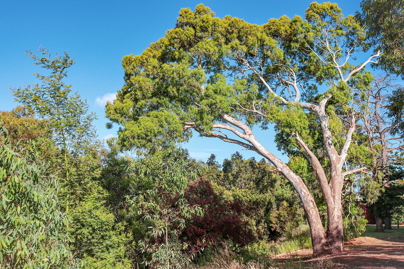 Eucalyptus | Description, Major Species, & Uses | Britannica