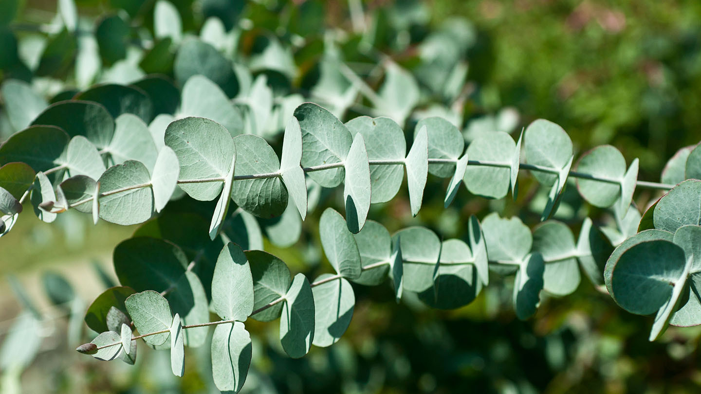 Eucalyptus (Eucalyptus Spp.) – British Trees – Woodland Trust